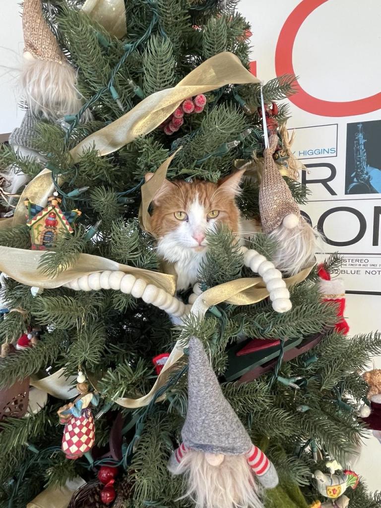 An orange and a white cat peers out from the branches of a fake Christmas tree. He is surrounded by decorations, which he is trying to steal. 