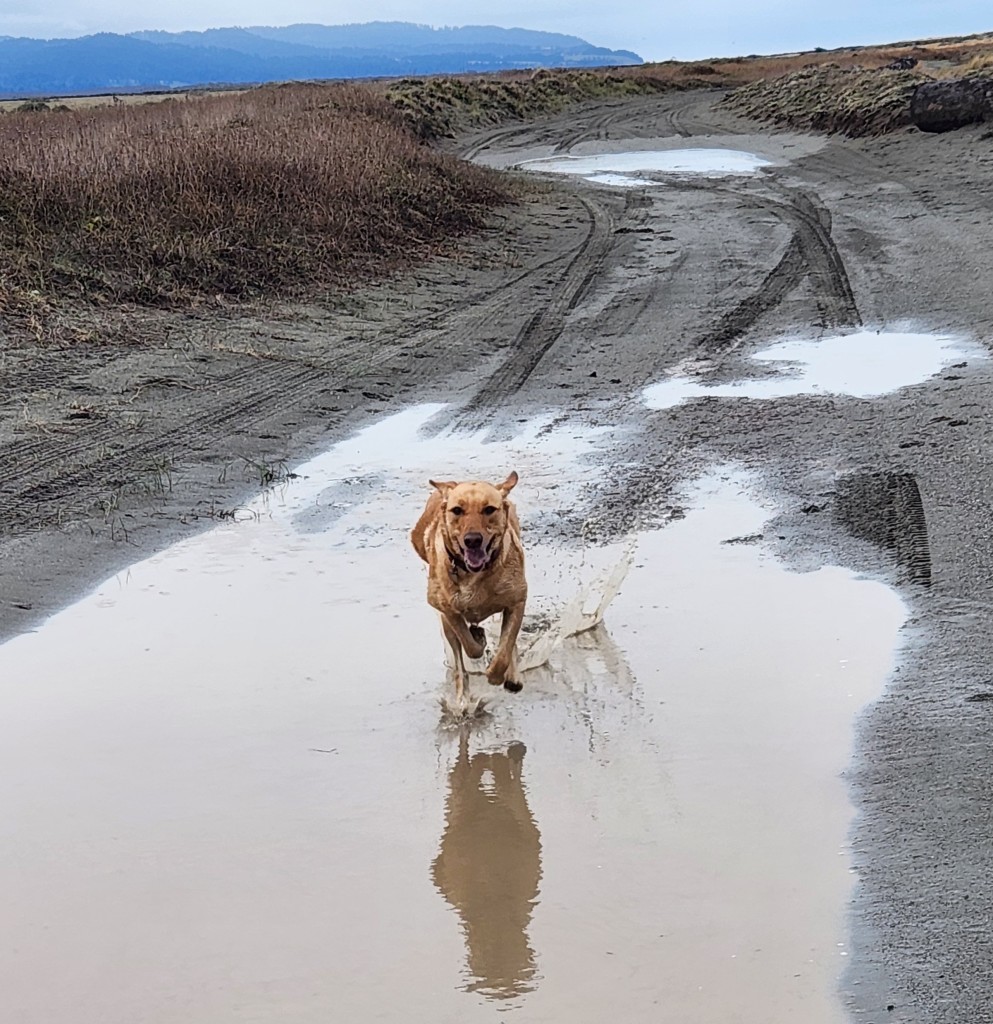 Golden color lab running and playing in a giant mud puddle. She is running towards the camera with her reflection in the water in front of her.