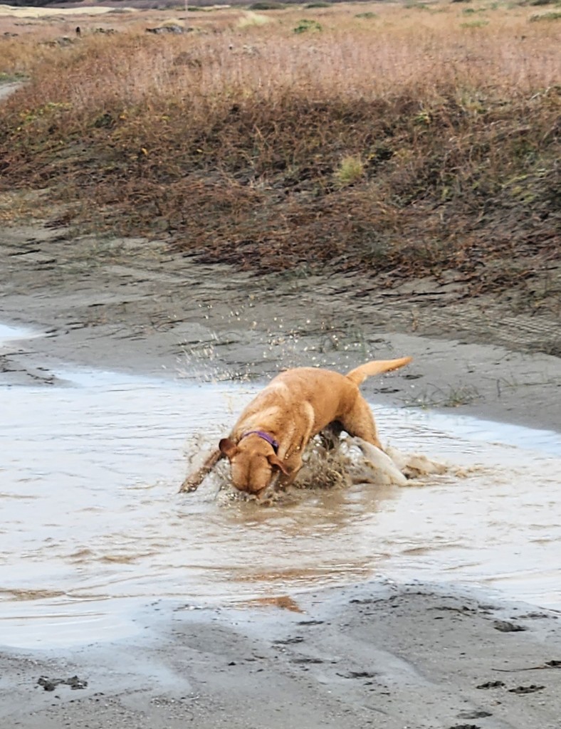 Golden color lab running and playing in a giant mud puddle. She is making the biggest mess and having fun.