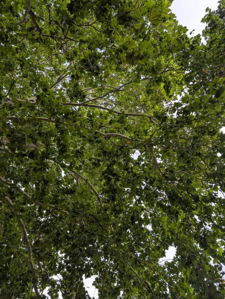 Looking up from the ground though the maple tree