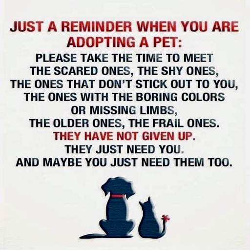 adopt a pet