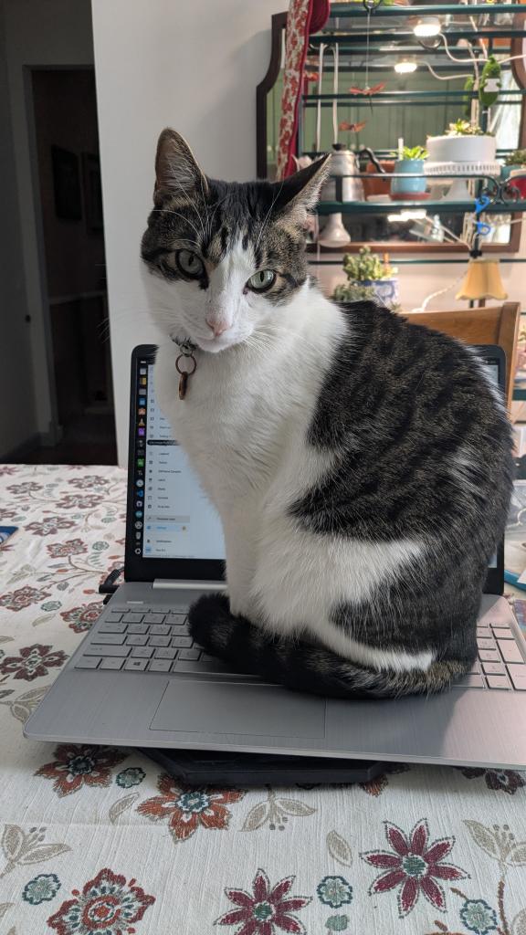 Black and white cat sitting comfortably on a laptop keyboard.