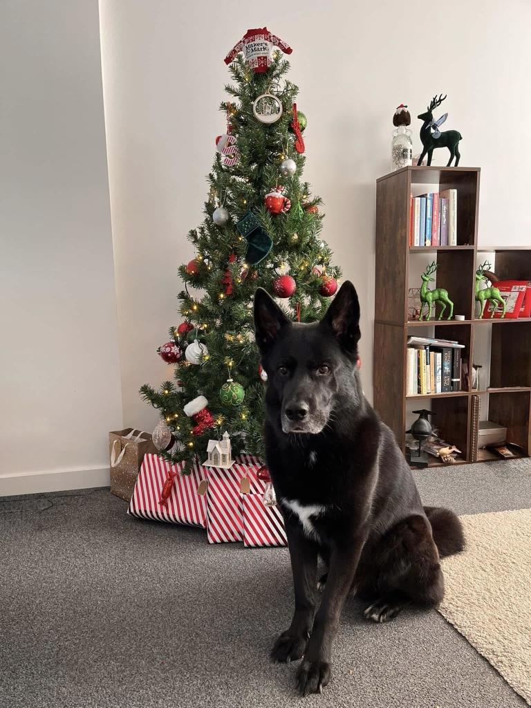 A black German Shepard sits in front of a decorated Christmas tree with ornaments and presents wrapped in red and white stripes. A bookshelf and various Christmas decorations are also visible in the background.