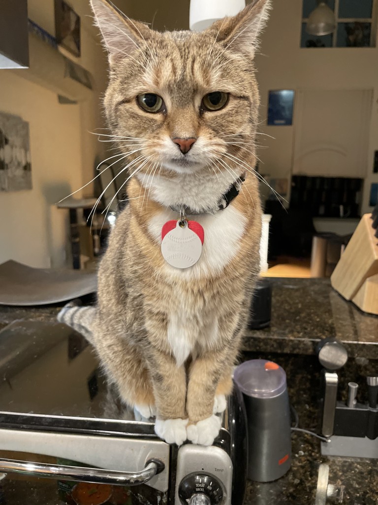 My tawny-toned tabby-striped kitty sits up on the toaster oven, her little white mittens grabbing the front edge, and leans into the camera with an earnest look.