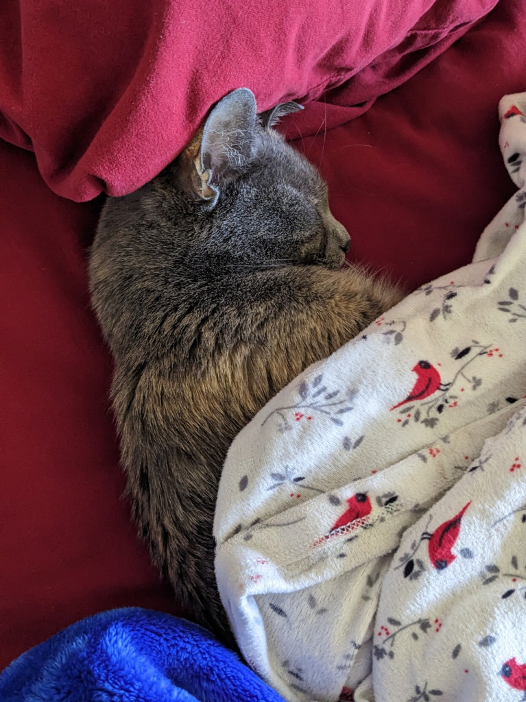 Cleo, a grey calico cat lies snuggled in a pile of blankets.