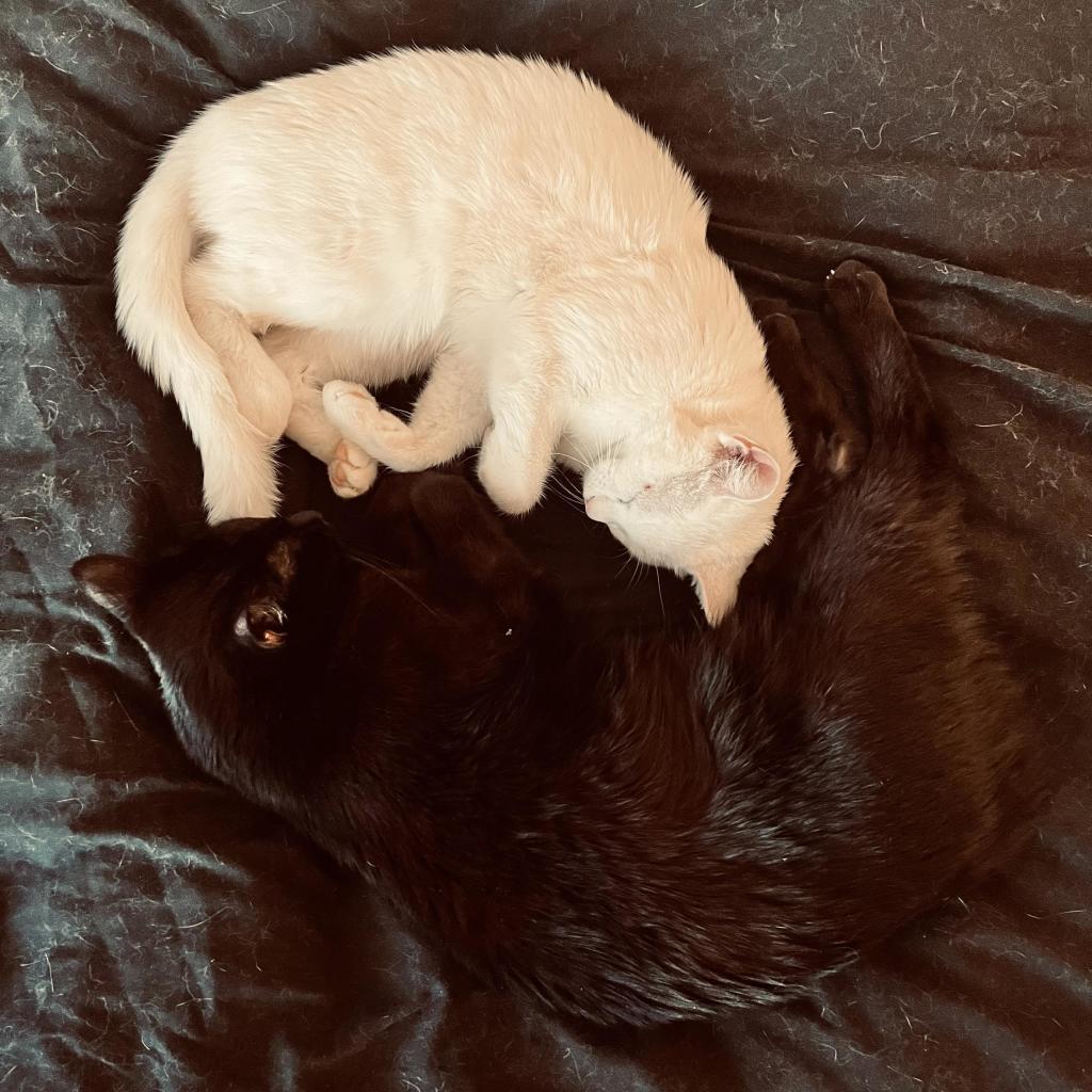 in a yin-yang shape, a white cat and a black cat sleep on their sides on a black blanket that has a lot of white fur on it