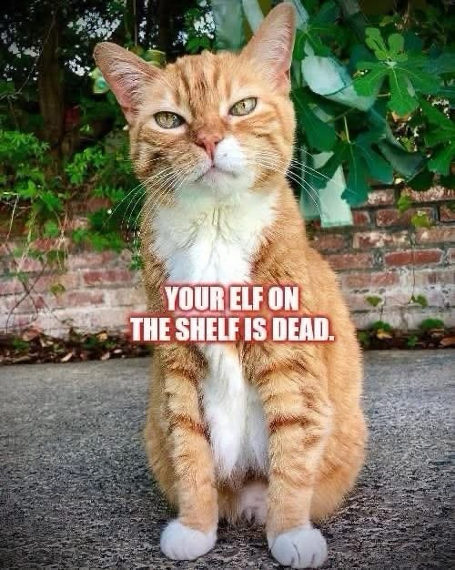 (An orange cat)  YOUR ELF ON THE SHELF IS DEAD.