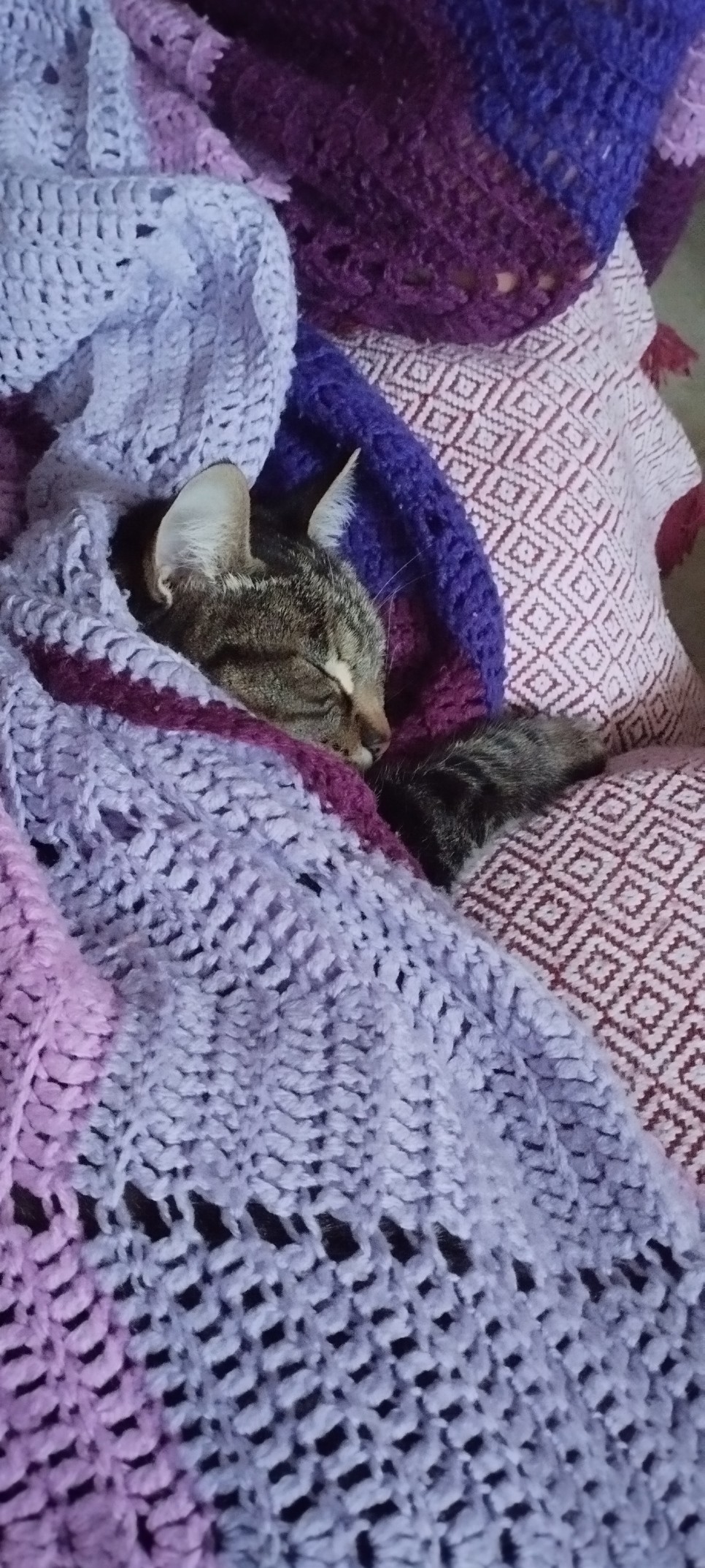 Gata atigrada durmiendo envuelta en una manta de crochet, encima de un sofá, y buscando el calor de mi cuerpo.