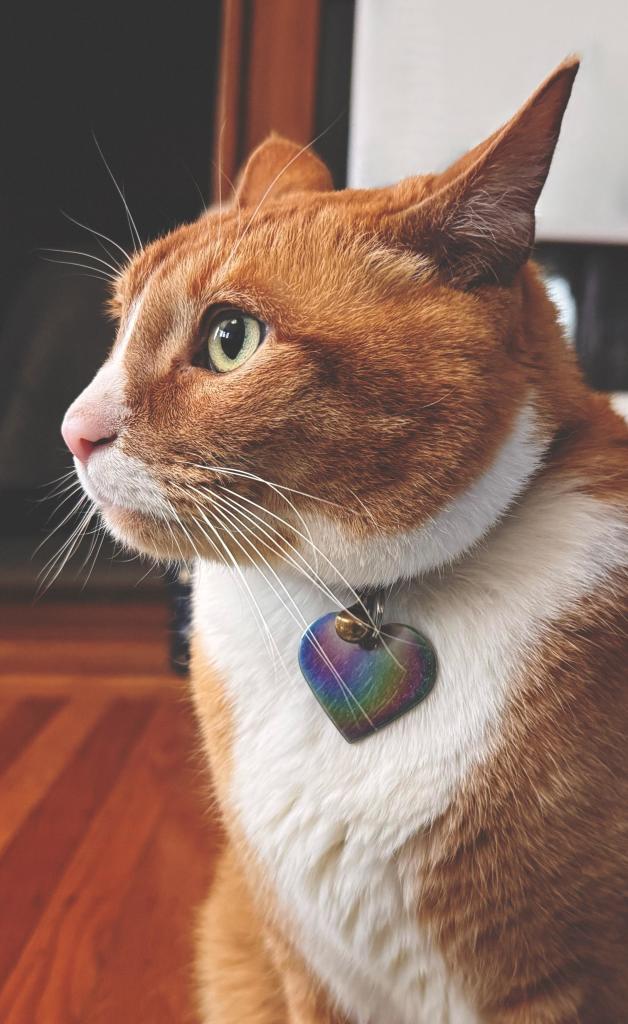 A side-profile portrait photo of an adorable orange and white tabby cat. He is looking to the left with big yellow-green glossy eyes that are reflecting light from the windows, and his iridescent heart-shaped collar tag is shining a rainbow of colors. 