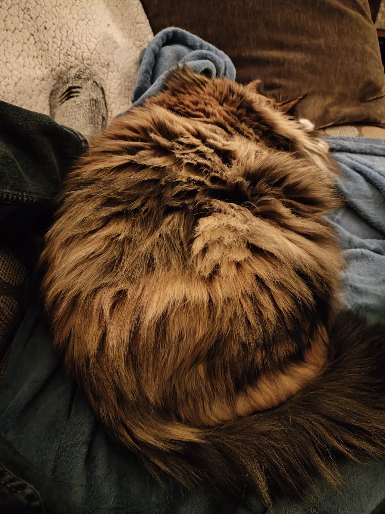 A long haired orange and black cat sleeps in a giant lump between my feet on a blue blanket. Her head is only just visible by the tips of her ears, and her tail is curved around her body, the dark fur fanned out artistically. 