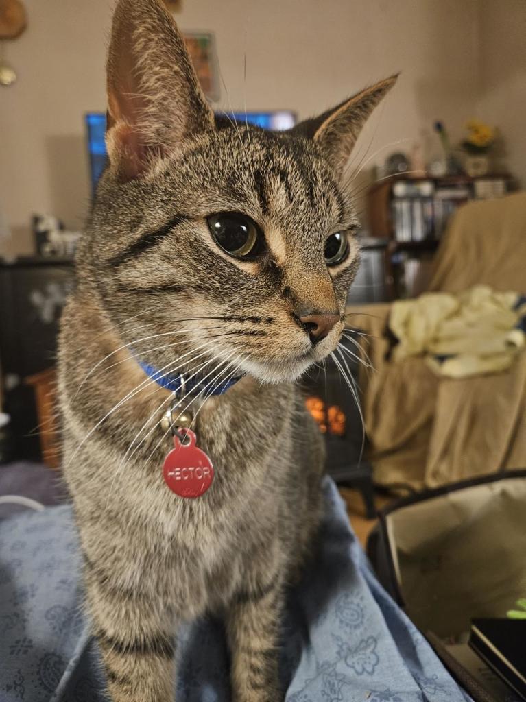 A brown tabby cat with a tav that reads Hector looks to the right of the photographer obviously unimpressed by photo taking. Or unimpressed there is no food. One or the other.