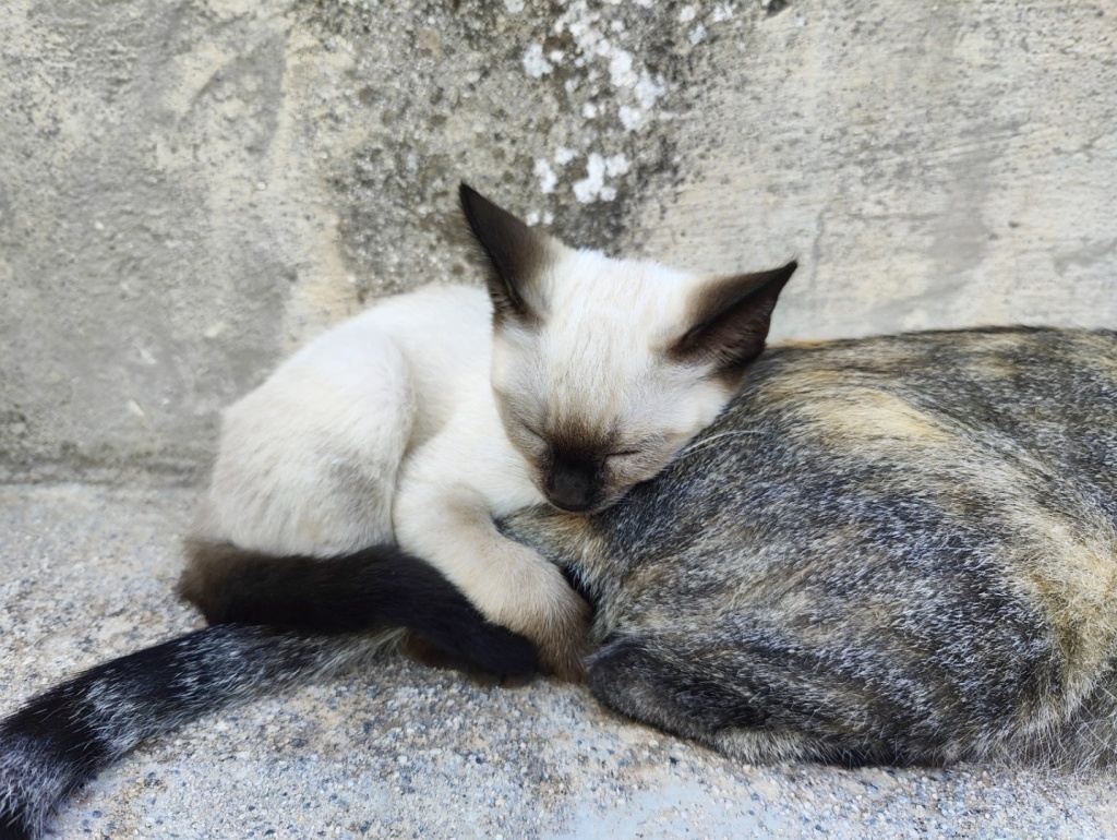 Awww adorable kitty holding tight on back and tail of a larger cat dont let go 😺😺