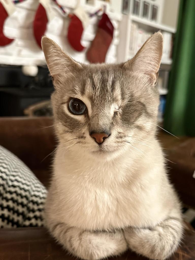 Doots, a one-eyed Lynx Point Siamese cat, with his paws folded and tucked into his chest as he sits sideways on the arm of a brown leather wingback chair. Behind him on a white fireplace are 3 small red velvet stocking and 2 larger tapestry-print stockings. To the left in the chair is a black and white checkered pillow. 