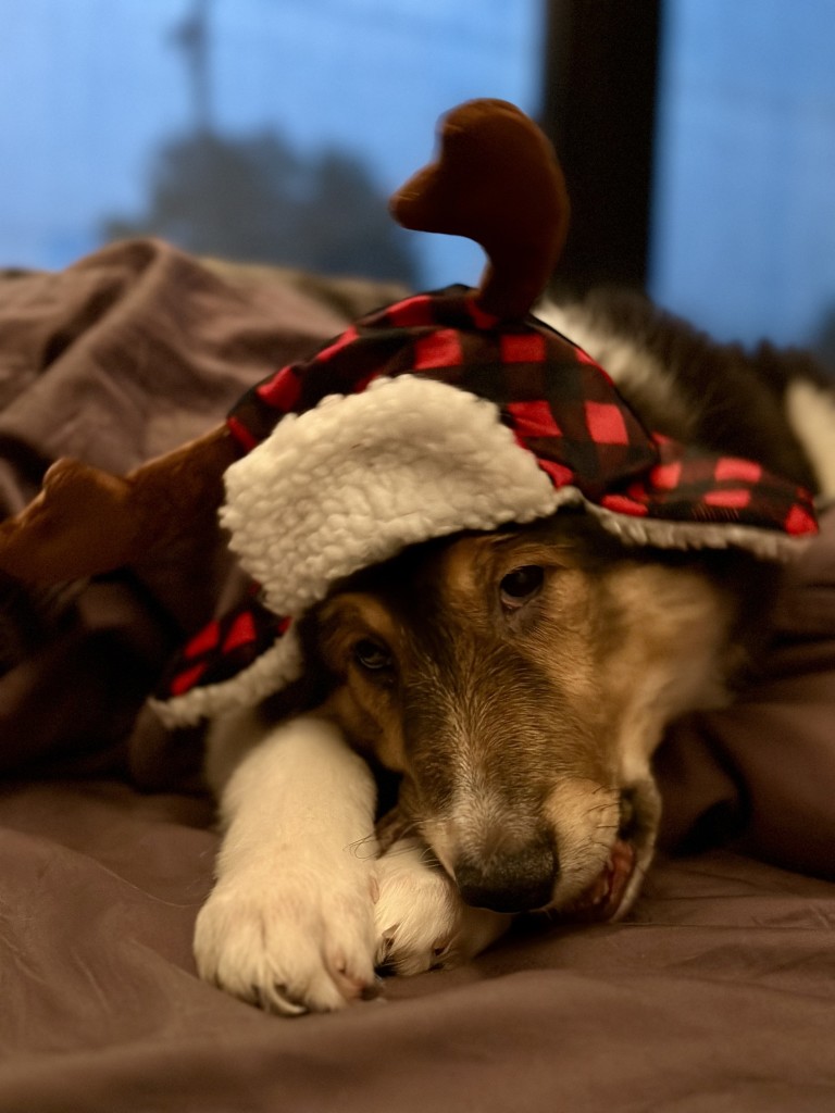 Tan and white faced puppy with white paws is chewing on something unseen while wearing a red and black buffalo plaid ear flap hat with fleece lining and brown antlers.