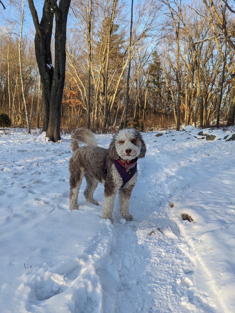 Profile picture of our noble pet, Daisy, a mini poodle Bernese mixed mutt. She is standing on a snowy trail in the woods.