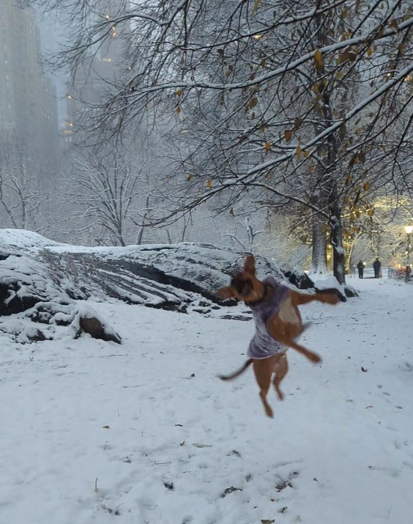 A large dog wearing a lavender coat, in a snow-covered park, leaping joyously into the air.