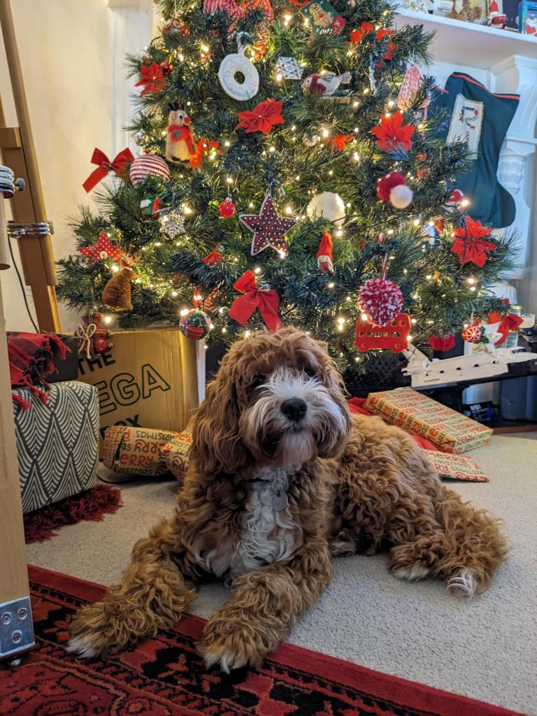 A ginger and white cavoodle puppy lies in front of a Christmas tree. His head is cocked to the side.