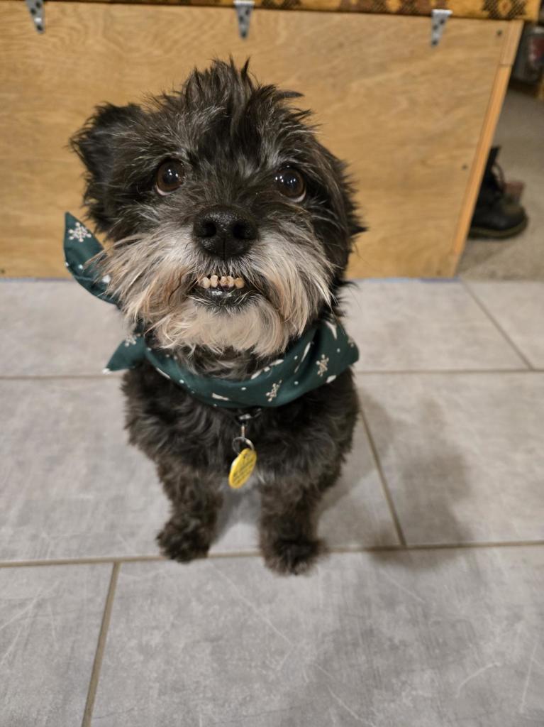 Lil black dog with an green scarf on, looking at the camera with the biggest puppy dog eyes you ever saw