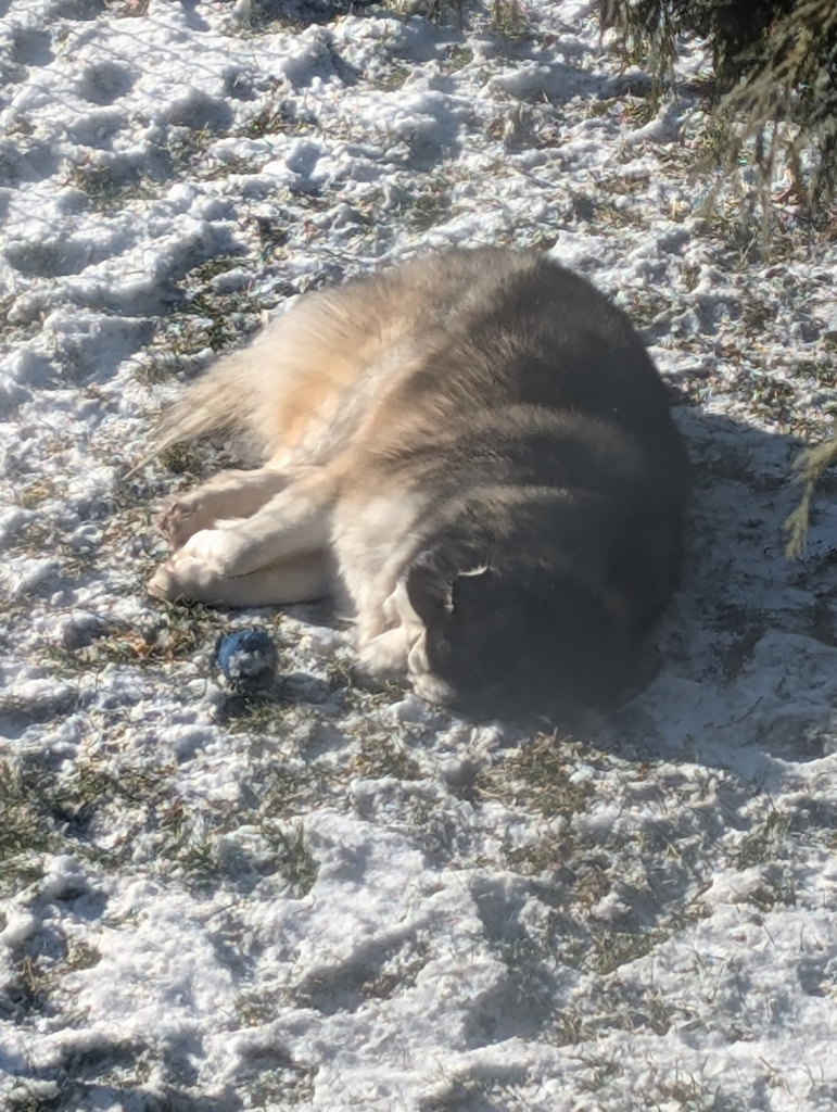 My wooly siberian husky, Layla, sleeping on a snowy lawn.