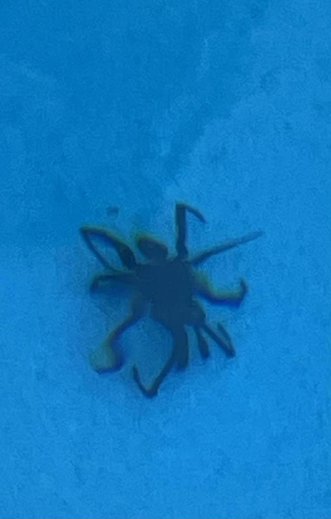 A funnelweb spider at the bottom of the deep end of a swimming pool. It looks dead doesn’t it…