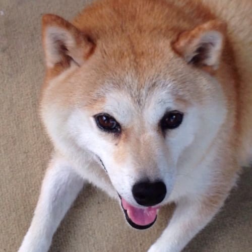 a random shiba from shibes.lol