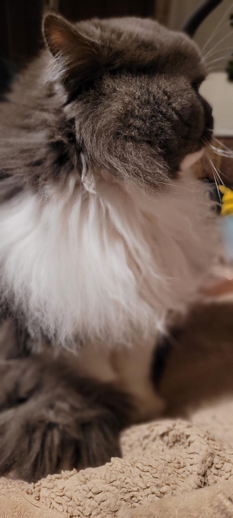 My bicolor grey and white Persian cat with his ear slightly back and head in profile mode refusing to look me.