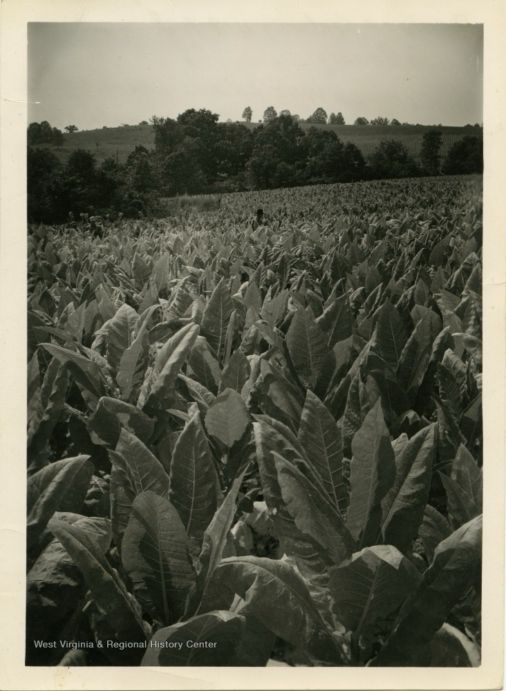 Black and white photograph of tobacco field in West Virginia in the 1930s