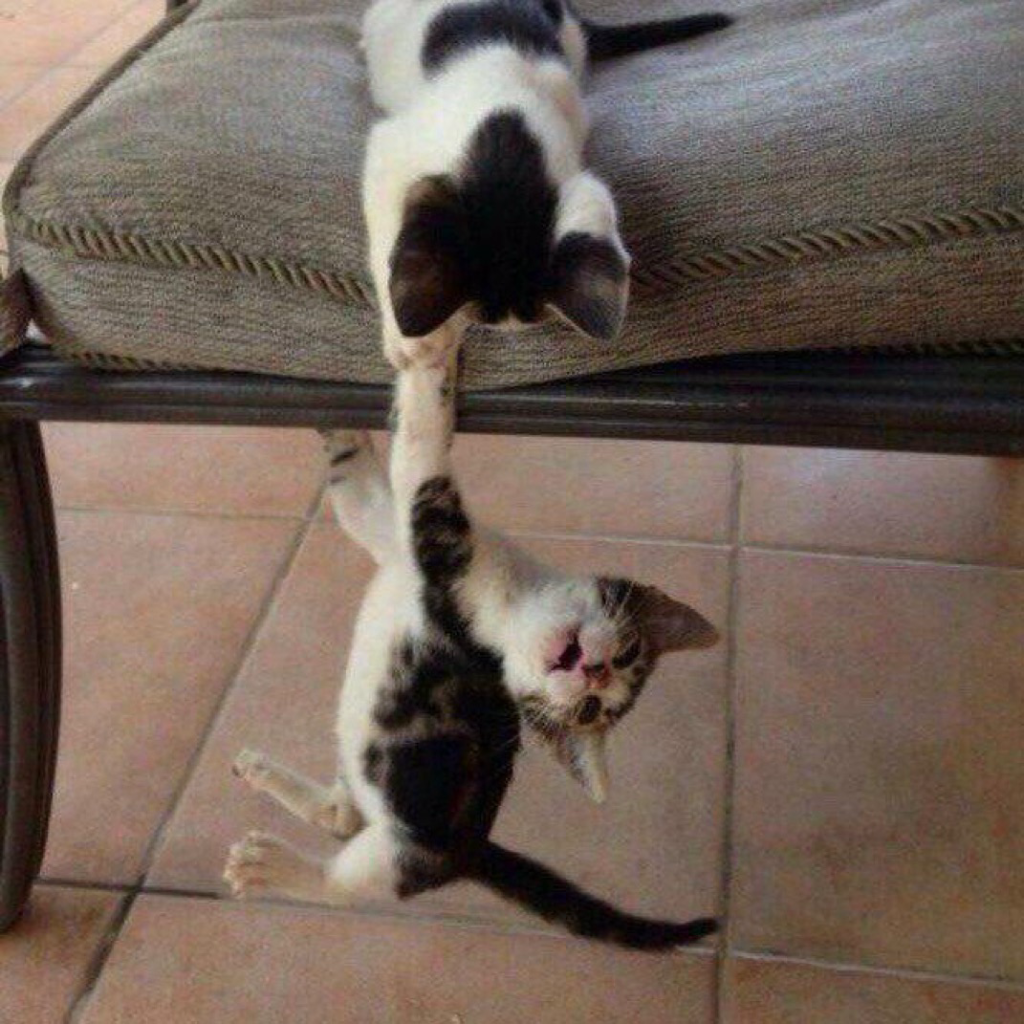 A kitten on a chair holds another kitten by one leg as they dangle from the chair.