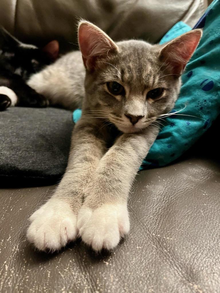 Doc stretched out toward the camera, so his white-gloved front paws are even larger than they are in real life. His sweet, softly striped grey tabby face is a little curious but mostly relaxed, with cream marks around his shadowed gold eyes. In the background you can just make out his shiny black sister hugging his back legs, asleep.