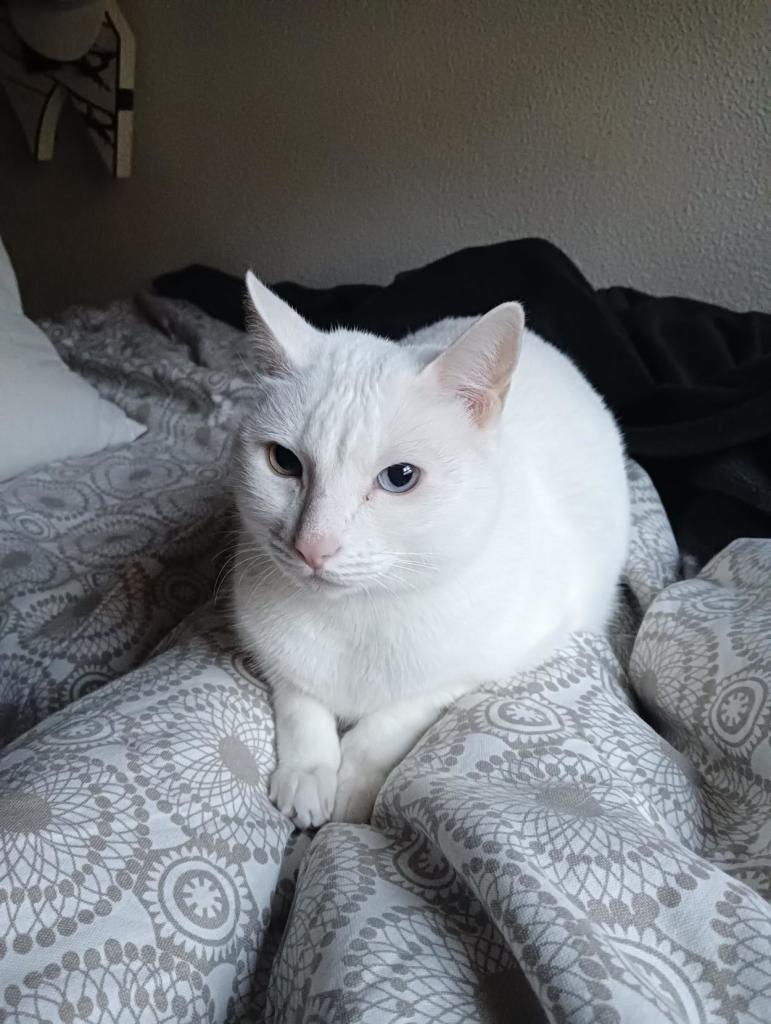 Un gato blanquito con las orejas y nariz rosita. Tiene un ojo amarillito y el otro azul. Está tumbado con las patitas delanteras casi cruzadas una sobre otra sobre unas piernas tapadas con una colcha de cama blanca y gris. Se le ve muy redondito en esta postura.