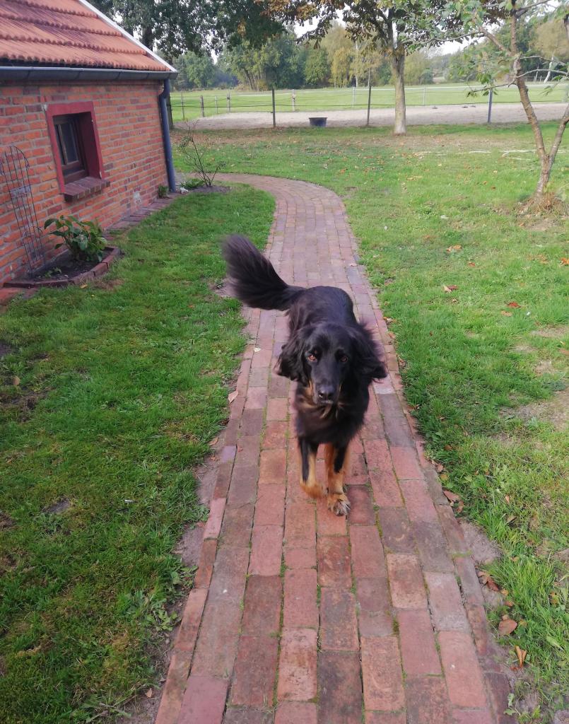 Ein schwarz-brauner Hund läuft auf einem roten Ziegelsteinweg in Richtung der Kamera. Der Weg schlängelt sich durch eine grüne Wiese zu einem roten Backsteingebäude im Hintergrund. Auf der anderen Seite der Wiese befindet sich ein eingezäunter Bereich, der vermutlich eine Reitfläche ist.  Der Hund scheint mittelgroß zu sein und hat langes, etwas wuscheliges Fell.

Bereitgestellt von @altbot, generiert mit Gemini