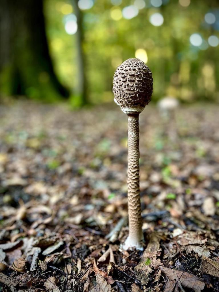 The colour photograph shows a single tall, slender mushroom standing upright on a forest litter. The mushroom has a long, thin stem with a brownish colour and textured surface. Its cap is still closed and oval-shaped with a flaky, dark brown surface. The forest floor is covered with a mixture of leaves, small twigs, and organic debris, typical of a forest environment. The background is blurred, with soft shades of green, suggesting the surrounding trees and leaves while allowing the mushroom to be the clear center of the image. The lighting is natural, giving the scene a tranquil autumnal feel.