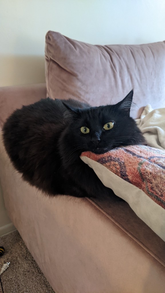 Ume the fluffy black cat is resting her face on a pillow 