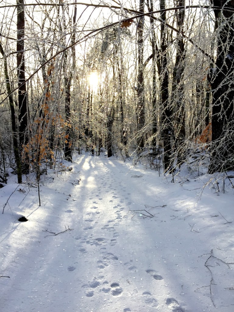 A serene winter forest scene with snow-covered ground and glistening ice on branches. Sunlight filters through the trees, casting shadows and highlighting footprints along a path.