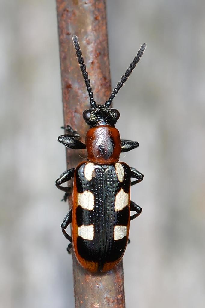 A photo of a common asparagus beetle on a stick against a grey background.