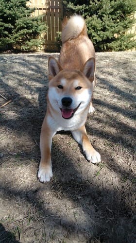 a random shiba from shibes.lol