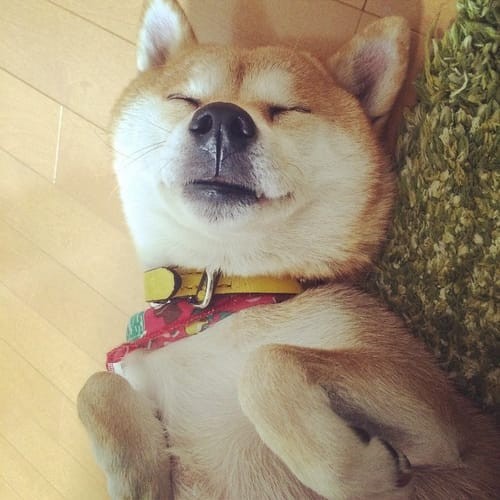 a random shiba from shibes.lol