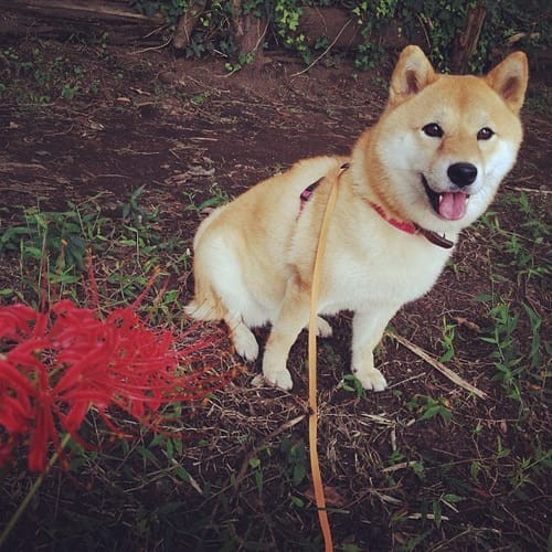 a random shiba from shibes.lol