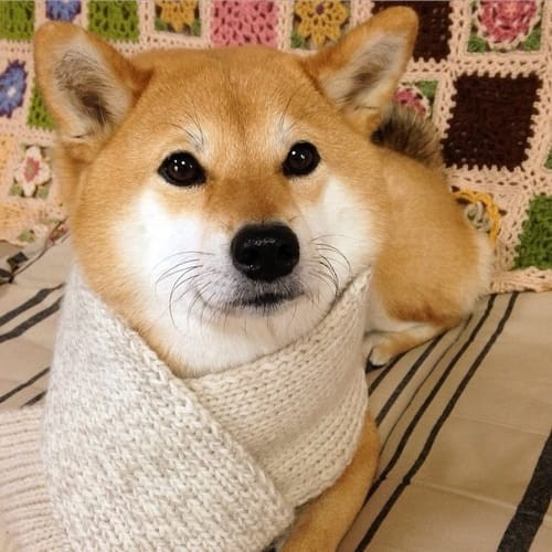 a random shiba from shibes.lol