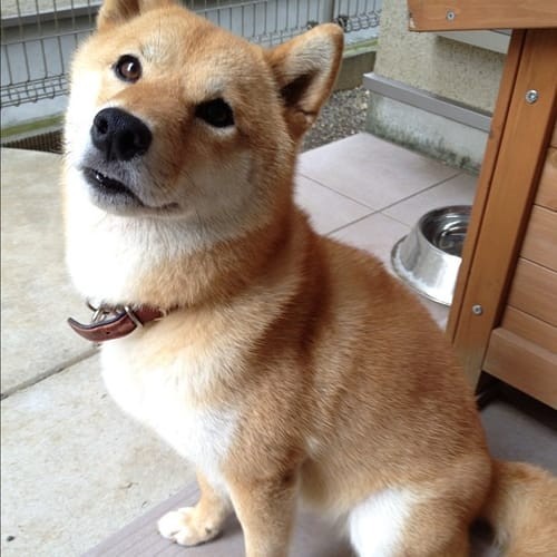 a random shiba from shibes.lol