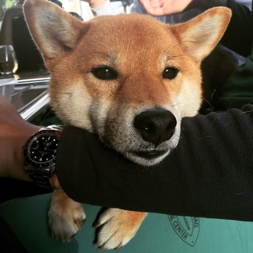 a random shiba from shibes.lol