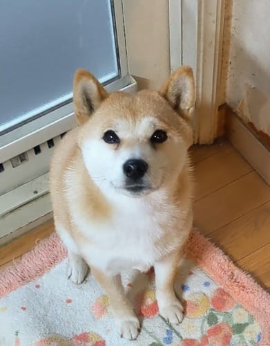 a random shiba from shibes.lol