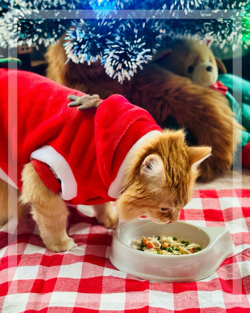 Sintra the Cat is enjoying his special Christmas meal 😻🎄