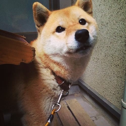 a random shiba from shibes.lol