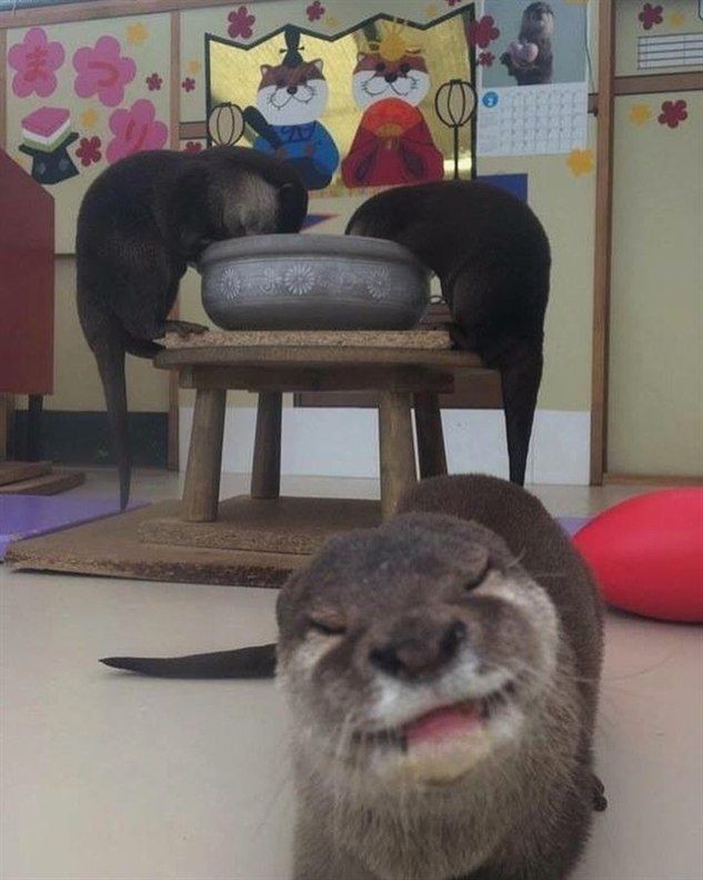 A picture of an otter.