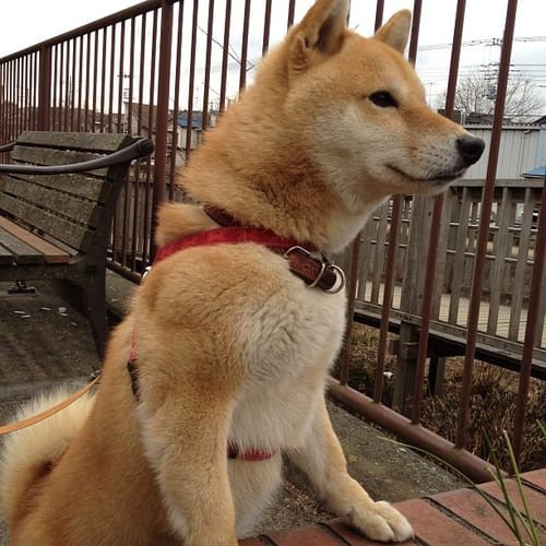 a random shiba from shibes.lol