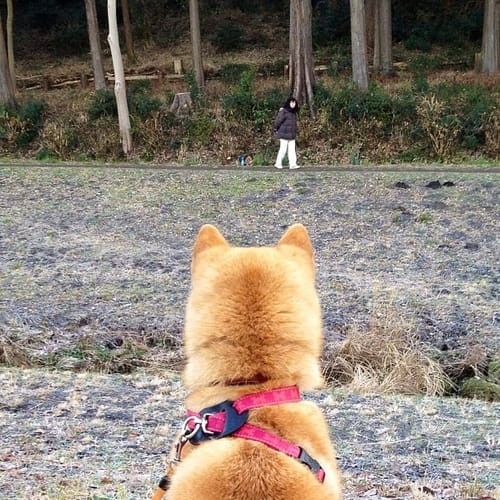 a random shiba from shibes.lol