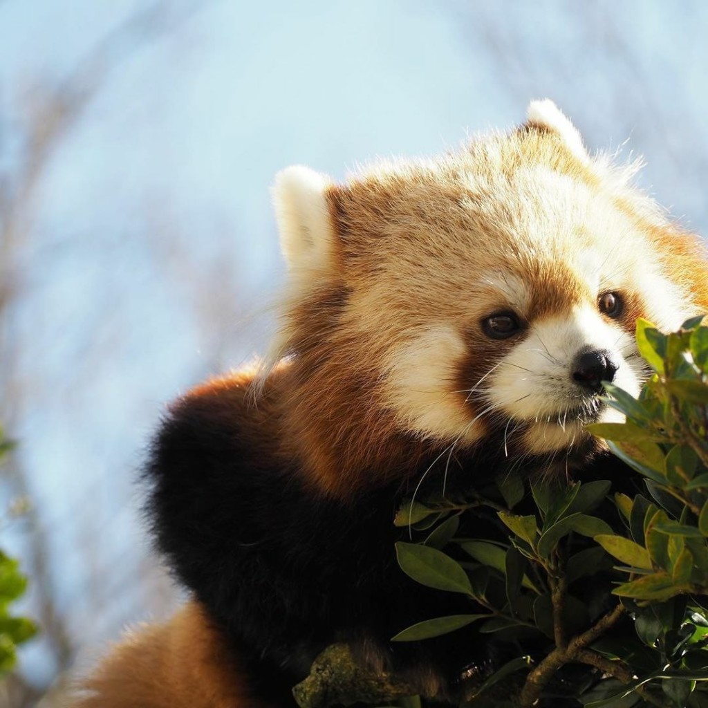 A picture of a Red Panda.