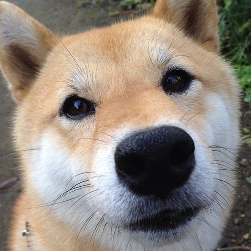 a random shiba from shibes.lol