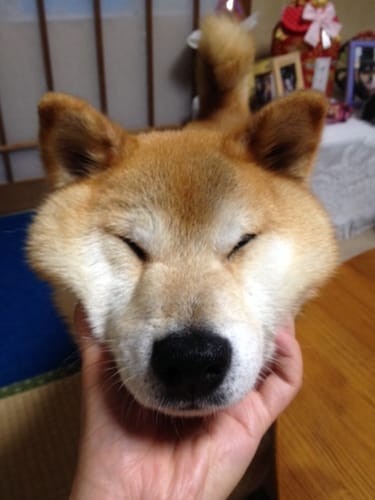 a random shiba from shibes.lol